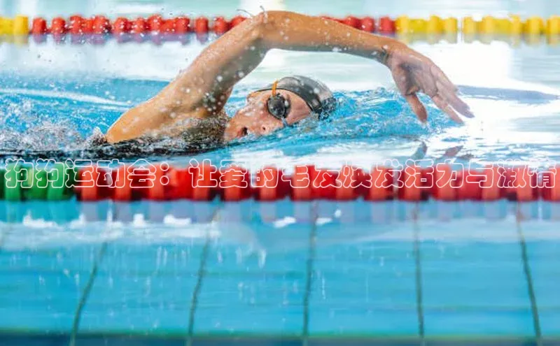 狗狗运动会：让爱的毛发焕发活力与激情