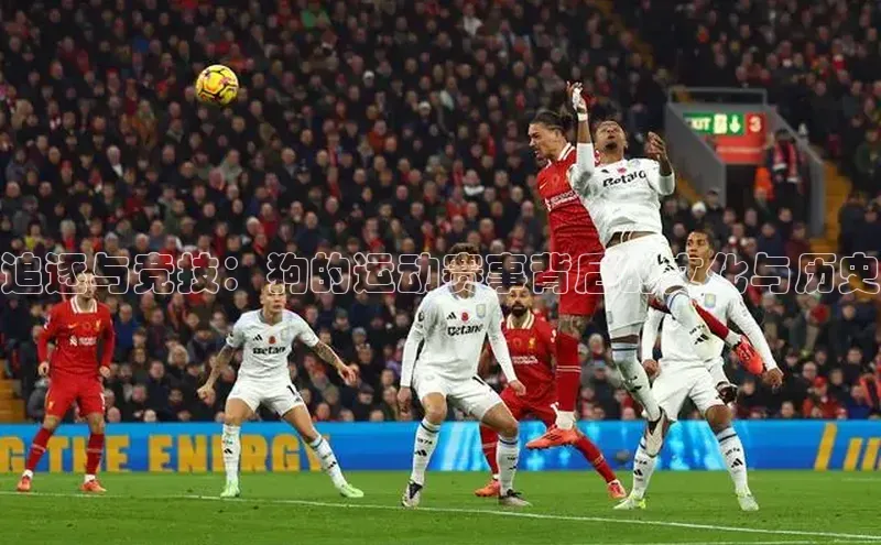 追逐与竞技：狗的运动赛事背后的文化与历史